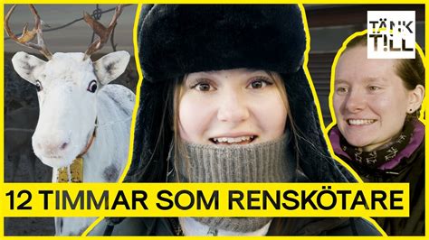 renskötare|RENSKÖTARE FÖR EN DAG! .